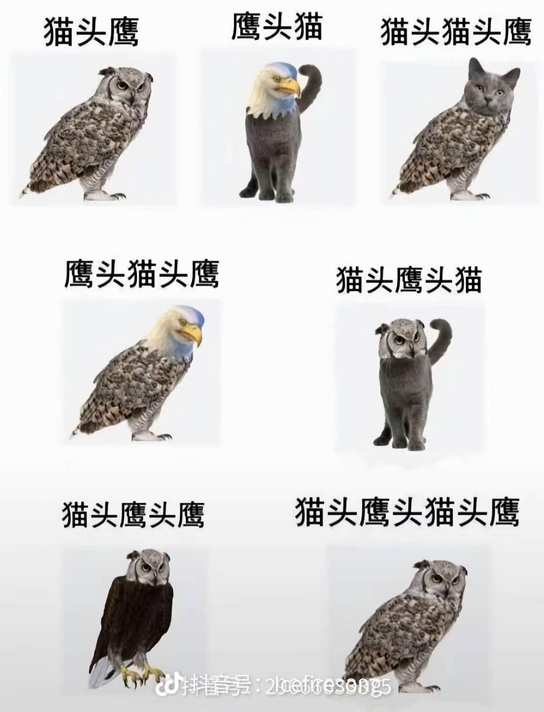 猫头鹰