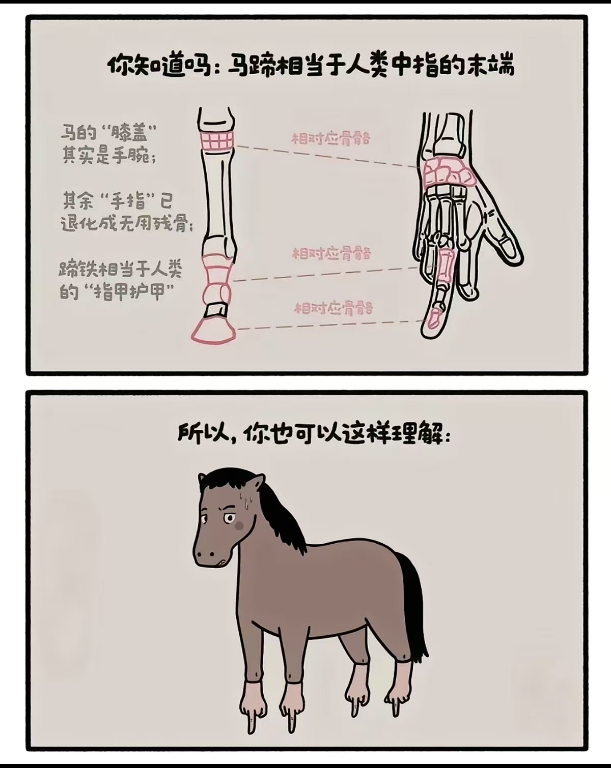 马